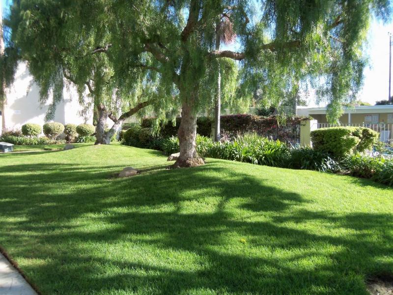 Photo of green lawn and tree on the property
