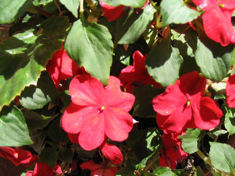 Photo of red flowers on the property